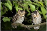 Mountain Scops Owls