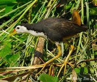 White-breasted Waterhen » Amaurornis phoenicurus