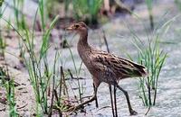 Gallicrex cinerea , 뜸부기 - Water Cock