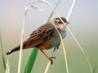 Pallas's Grasshopper Warbler