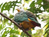 Black-naped Fruit Dove