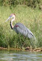 Goliath heron, Ardea goliath, in Uganda