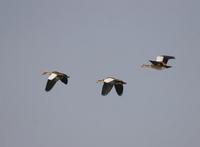 Egyptian Goose (Alopochen aegyptiacus)