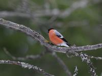 Bullfinch (Pyrrhula pyrrhula)