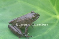 : Astylosternus perreti