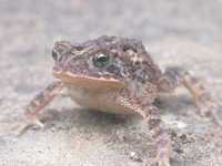 : Bufo coccifer; Southern Roundgland Toad