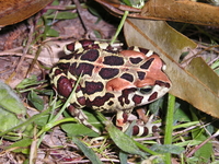 : Bufo pantherinus; Western Leopard Toad
