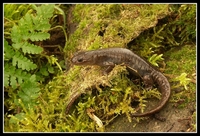 : Hynobius okiensis