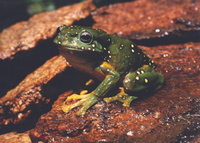 : Litoria splendida