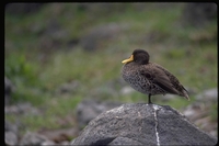 : Anas undulata; Yellow Billed Duck