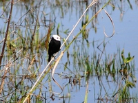 : Arundinicola leucocephala; Freirinha