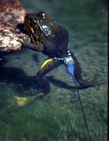 : Rana muscosa; Mountain Yellow-legged Frog