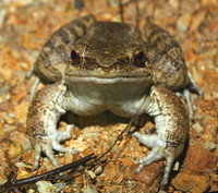 : Rana subaspera; Otton Frog