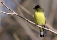 : Carduelis psaltria; Lesser Goldfinch