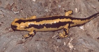 : Salamandra salamandra bernadezi; Fire Salamander