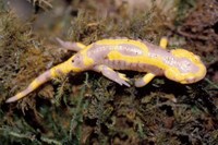 : Salamandra salamandra terrestris; Fire Salamander