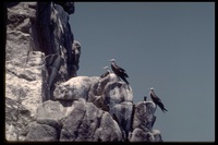 : Fregata sp.; Frigatebird