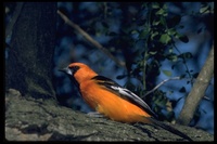 : Icterus gularis; Altamira Oriole