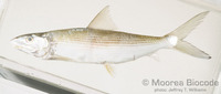 : Albula glossodonta