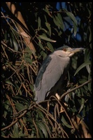 : Nycticorax nycticorax; Black-crowned Night Heron