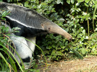 : Myrmecophaga tridactyla; Giant Anteater