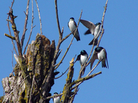 : Tachycineta bicolor; Golondrina Bicolor