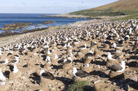 : Thalassarche chrysostoma; Black-browed Albatross