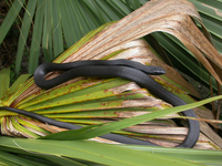 : Coluber constrictor priapus