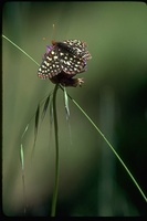 : Euphydryas sp.; Checkerspot Butterfly