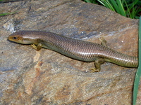 : Eumeces gilberti cancellosus; Variegated Skink