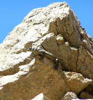 : Sauromelus obesus; Chuckwalla