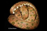 : Tropidophis haetianus; Haitian Ground Boa