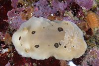 : Diaulula sandiegensis; Ringed Dorid