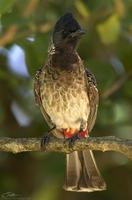 Pycnonotus cafer  Red-vented Bulbul photo