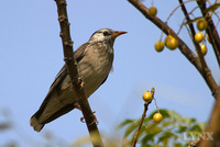 White-cheeked Starling 灰椋鳥