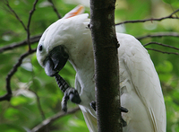 Salmon-crested Cockatoo