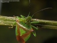 Stor løvtæge (Acanthosoma haemorrhoidale)  Foto/billede af