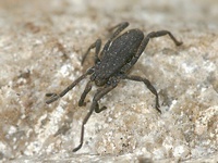 Trogulus nepaeformis