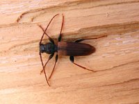 Tetropium fuscum