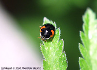 Adalia decempunctata var. bipustulata
