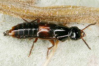 Quedius cruentus