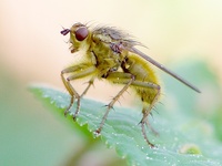 Scathophaga stercoraria - Yellow Dung Fly