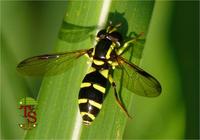Xanthogramma pedissequum