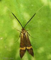 Nemophora degeerella