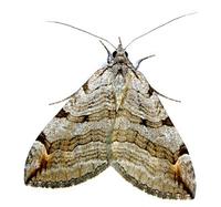 Aplocera plagiata - Treble-bar