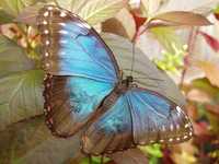 Morpho peleides - Blue Morpho