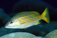 Lutjanus viridis, Blue and gold snapper: fisheries