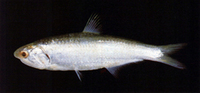 Thryssa chefuensis, Chefoo thryssa: