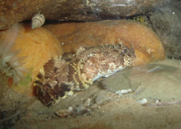 Amphichthys cryptocentrus, Bocon toadfish: fisheries
