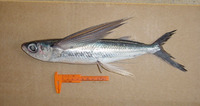 Cypselurus comatus, Clearwing flyingfish: fisheries